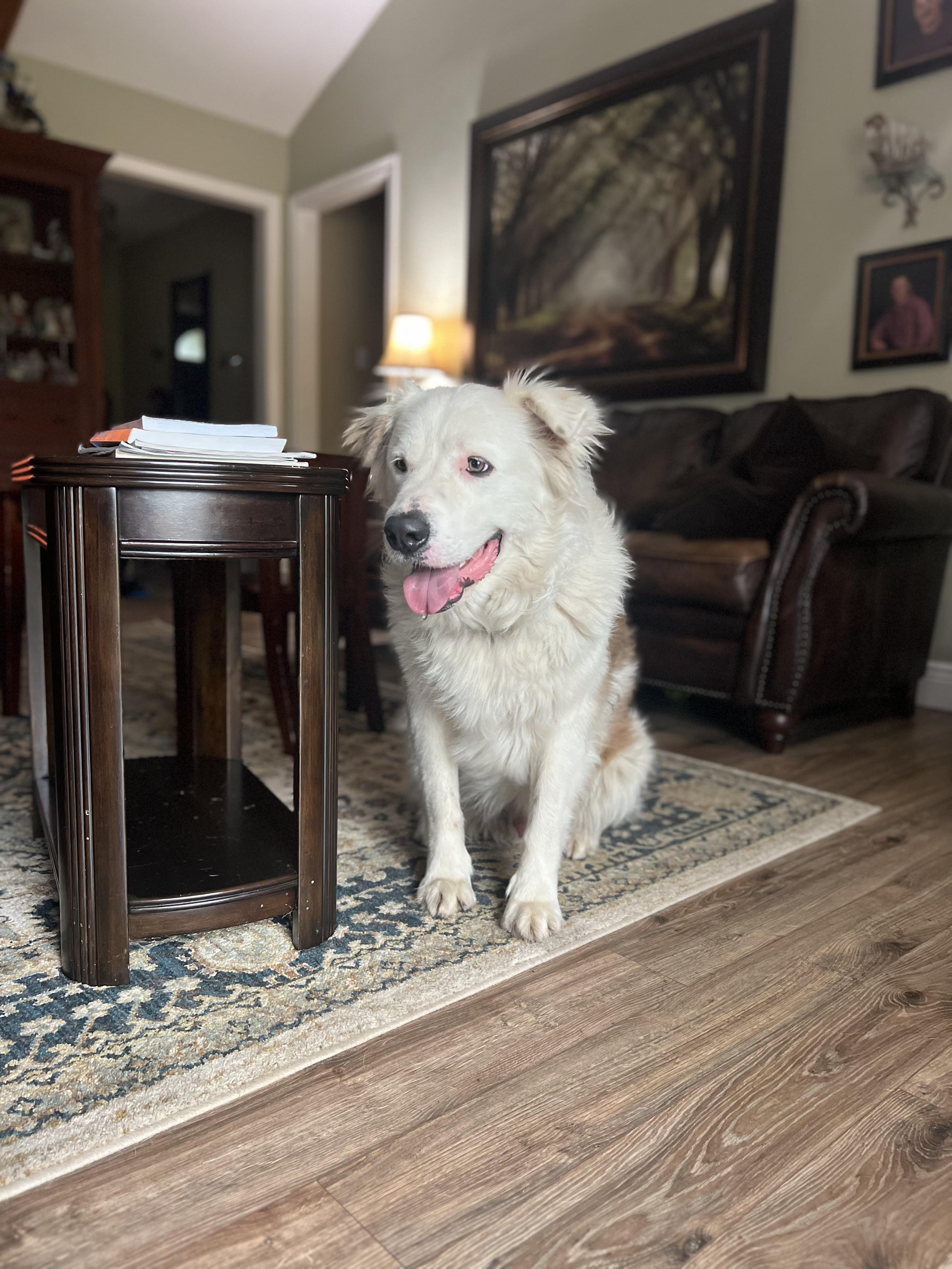 Dog for adoption Benjamin Argo, a Great Pyrenees & Labrador Retriever