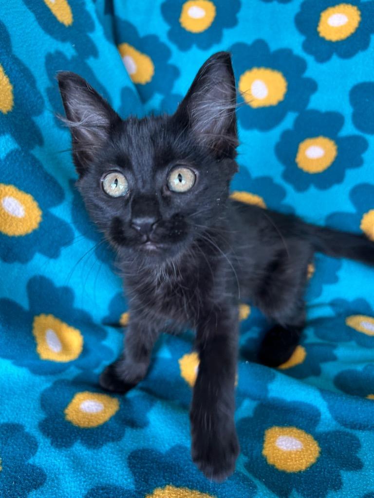 Chai, Adoptable, Kitten Female Domestic Medium Hair.