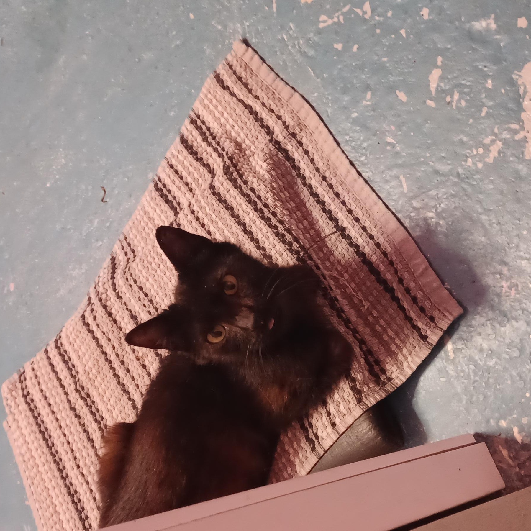 Enlarge Bernard, a Adopted Domestic Short Hair in Santa Rosa, CA image 3/3