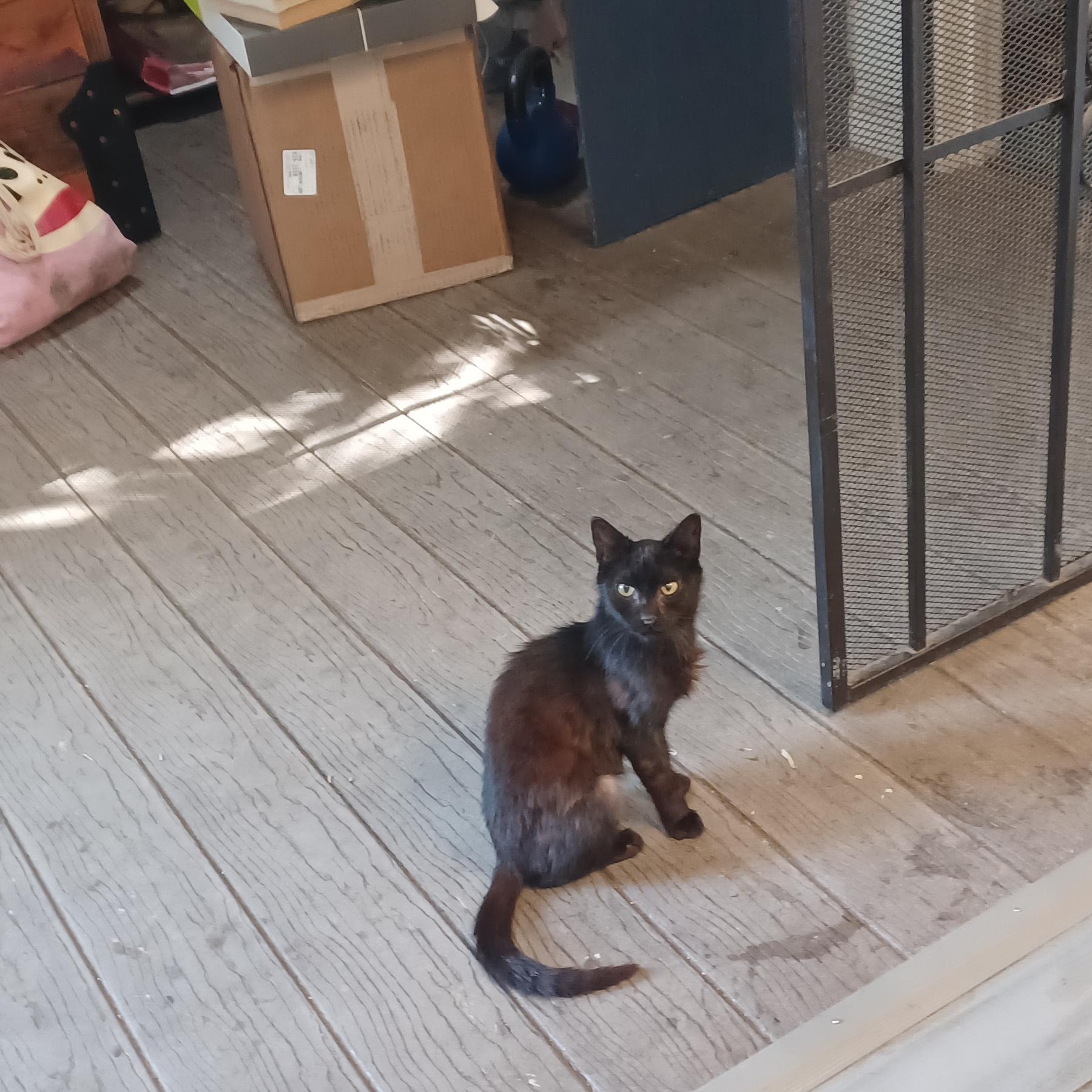 Enlarge Bernard, a Adopted Domestic Short Hair in Santa Rosa, CA image 2/3