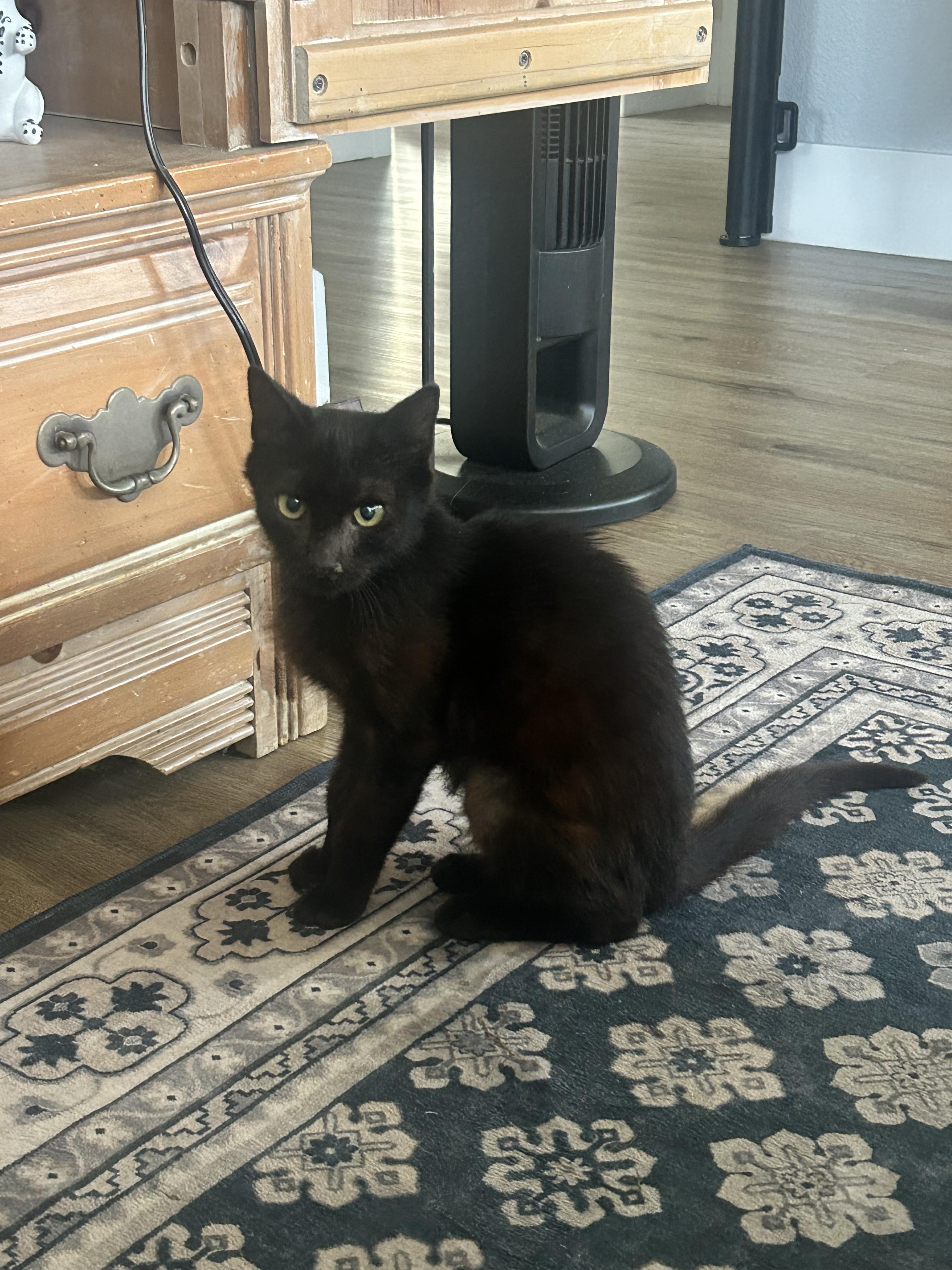 Bernard, Adopted, Kitten Male Domestic Short Hair.