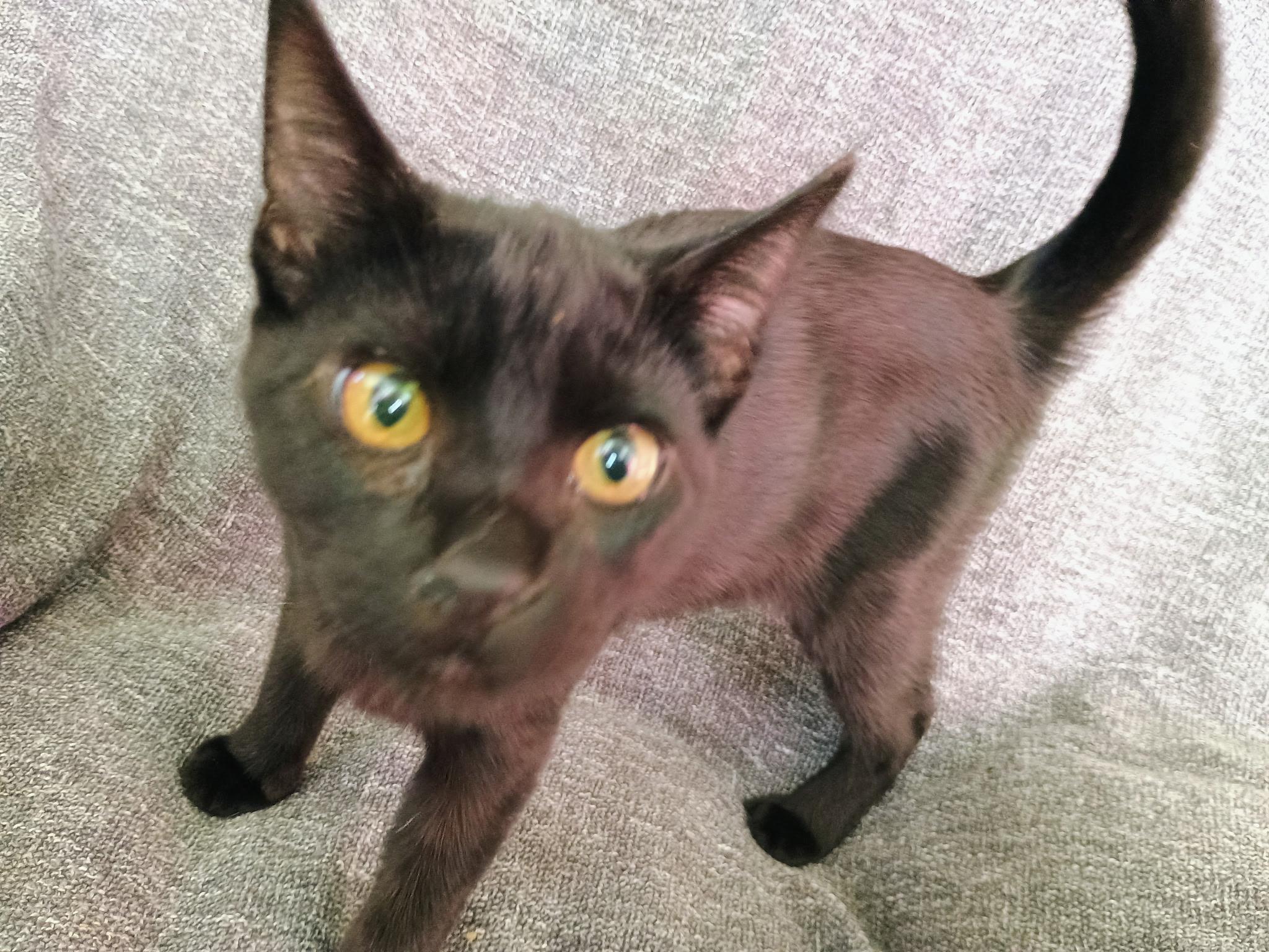 Enlarge Eugene, an adopted Domestic Short Hair in Sonora, CA image 1/2