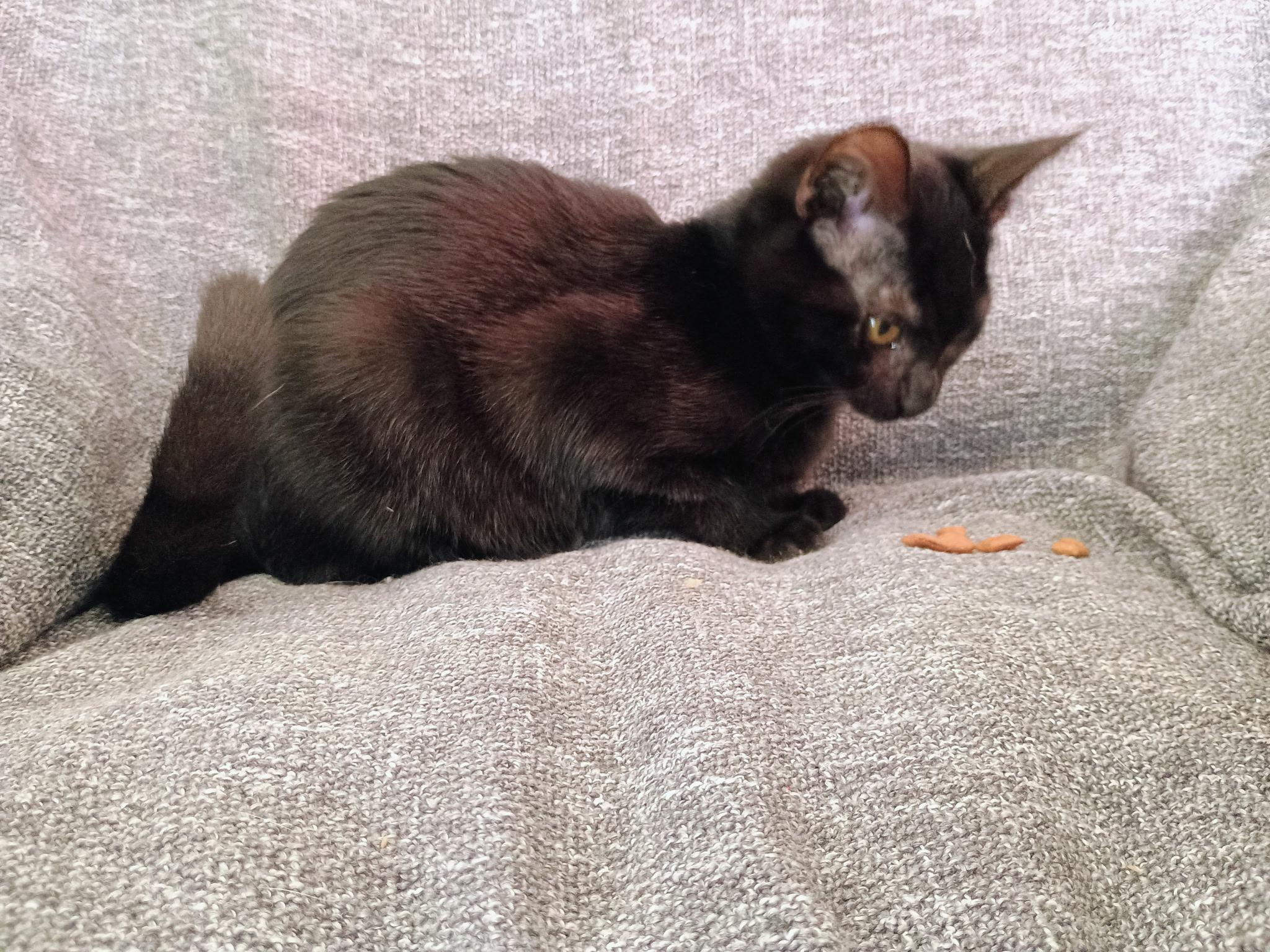 Enlarge Eugene, an adopted Domestic Short Hair in Sonora, CA image 2/2