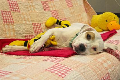 Bella, Adoptable, Senior Female Hound & Mixed Breed.