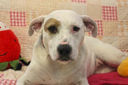 Bella, a Adoptable mixed breed in Kansas City, MO image 2/3