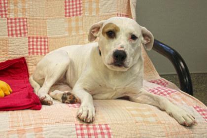 Bella, a Adoptable mixed breed in Kansas City, MO image 3/3