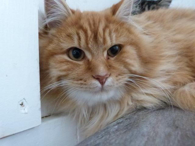 Enlarge Hugo, a ADOPTABLE Tabby in Stanstead, QC image 1/4