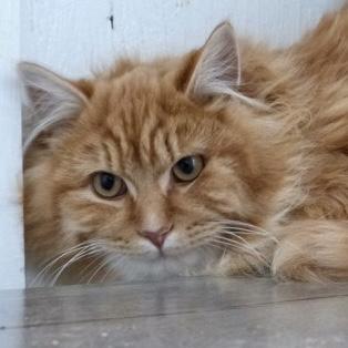 Enlarge Hugo, a ADOPTABLE Tabby in Stanstead, QC image 2/4