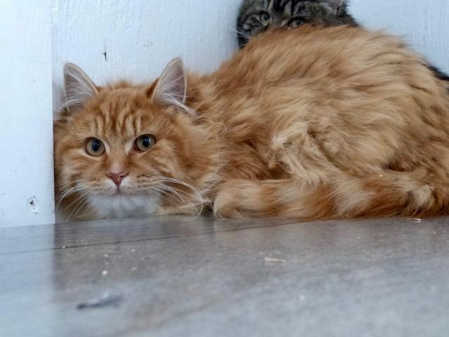 Enlarge Hugo, a ADOPTABLE Tabby in Stanstead, QC image 3/4