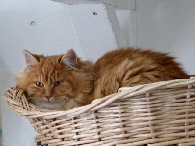 Enlarge Hugo, a ADOPTABLE Tabby in Stanstead, QC image 4/4