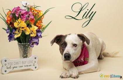Lily, Adoptable, Adult Female Pit Bull Terrier & Mixed Breed.