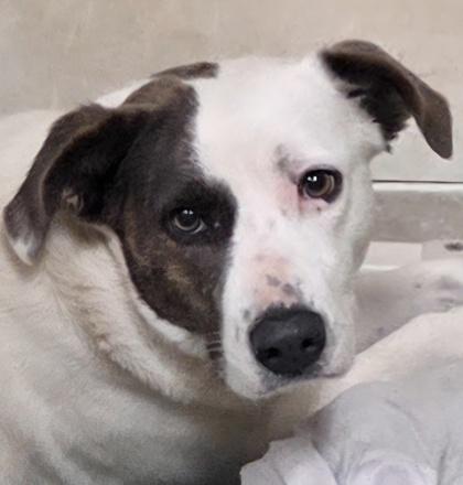 Lily, Adoptable, Adult Female Pit Bull Terrier & Mixed Breed.