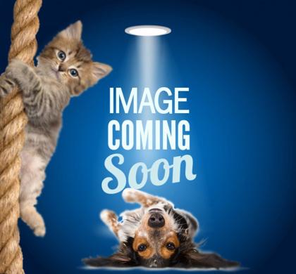 Enlarge Lily, a Adoptable mixed breed in Fairhope, AL image 2/2