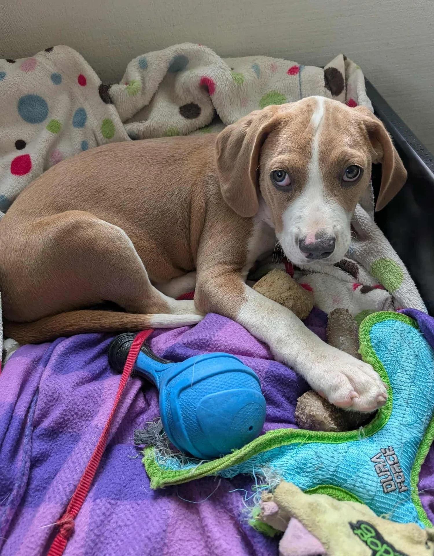 Simon, Adoptable, Puppy Male Mixed Breed.