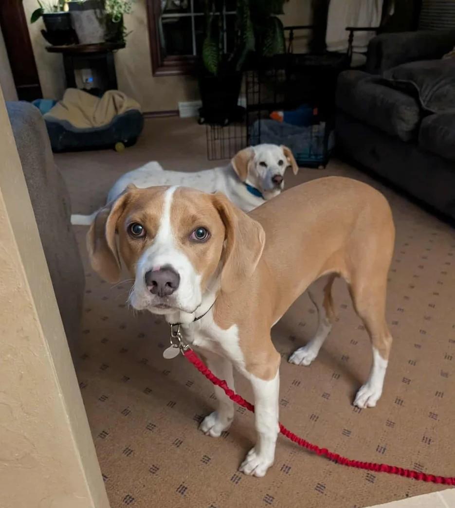 Simon, Adoptable, Puppy Male Mixed Breed.