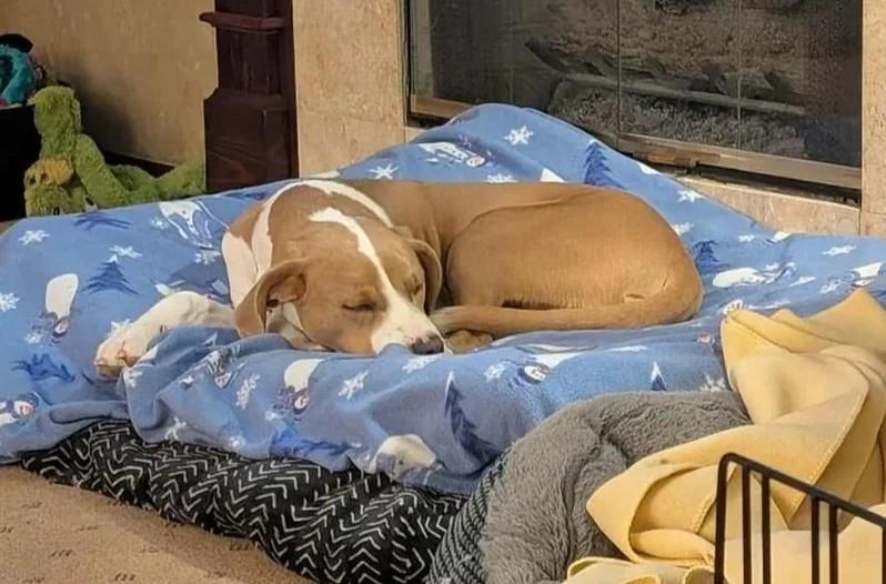 Simon, a Adoptable Mixed Breed in De Pere, WI image 2/4