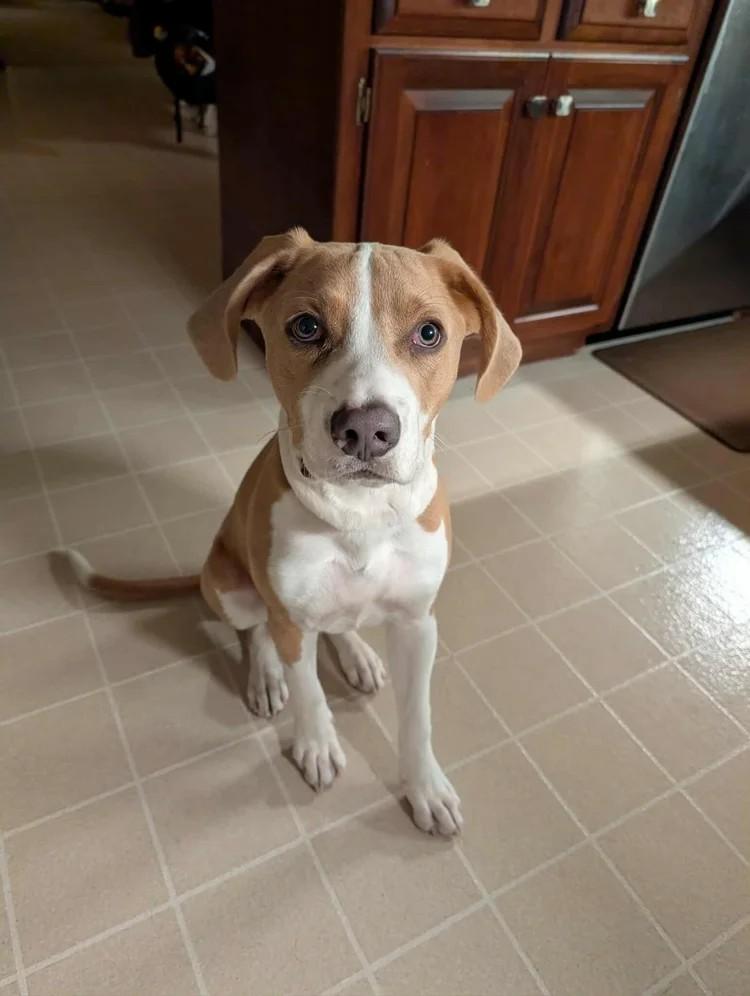 Simon, a Adoptable Mixed Breed in De Pere, WI image 3/4