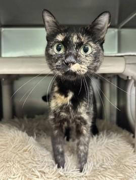 Enlarge Turtle, a Adoptable Tortoiseshell in North Myrtle Beach, SC image 6/6