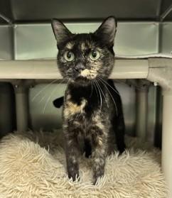 Enlarge Turtle, a Adoptable Tortoiseshell in North Myrtle Beach, SC image 5/6