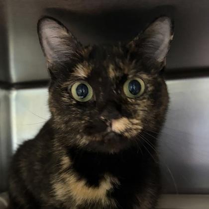 Enlarge Turtle, a Adoptable Tortoiseshell in North Myrtle Beach, SC image 2/6