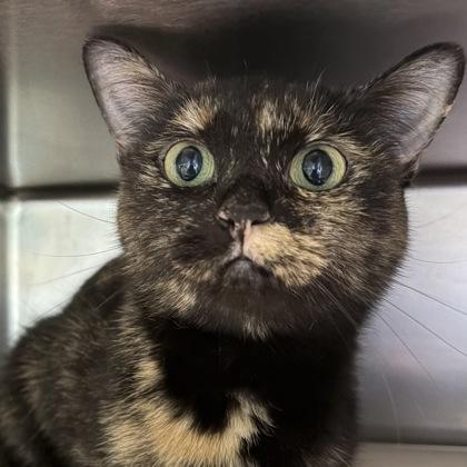 Turtle, Adoptable, Young Female Tortoiseshell.