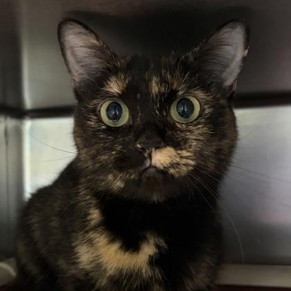 Enlarge Turtle, a Adoptable Tortoiseshell in North Myrtle Beach, SC image 3/6