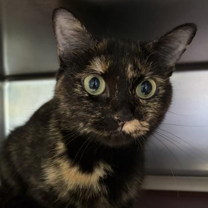 Enlarge Turtle, a Adoptable Tortoiseshell in North Myrtle Beach, SC image 4/6