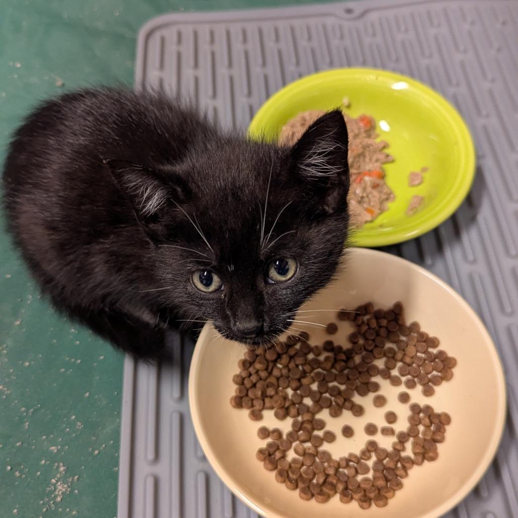 Jeline Jion, Adoptable, Kitten Female Domestic Short Hair.
