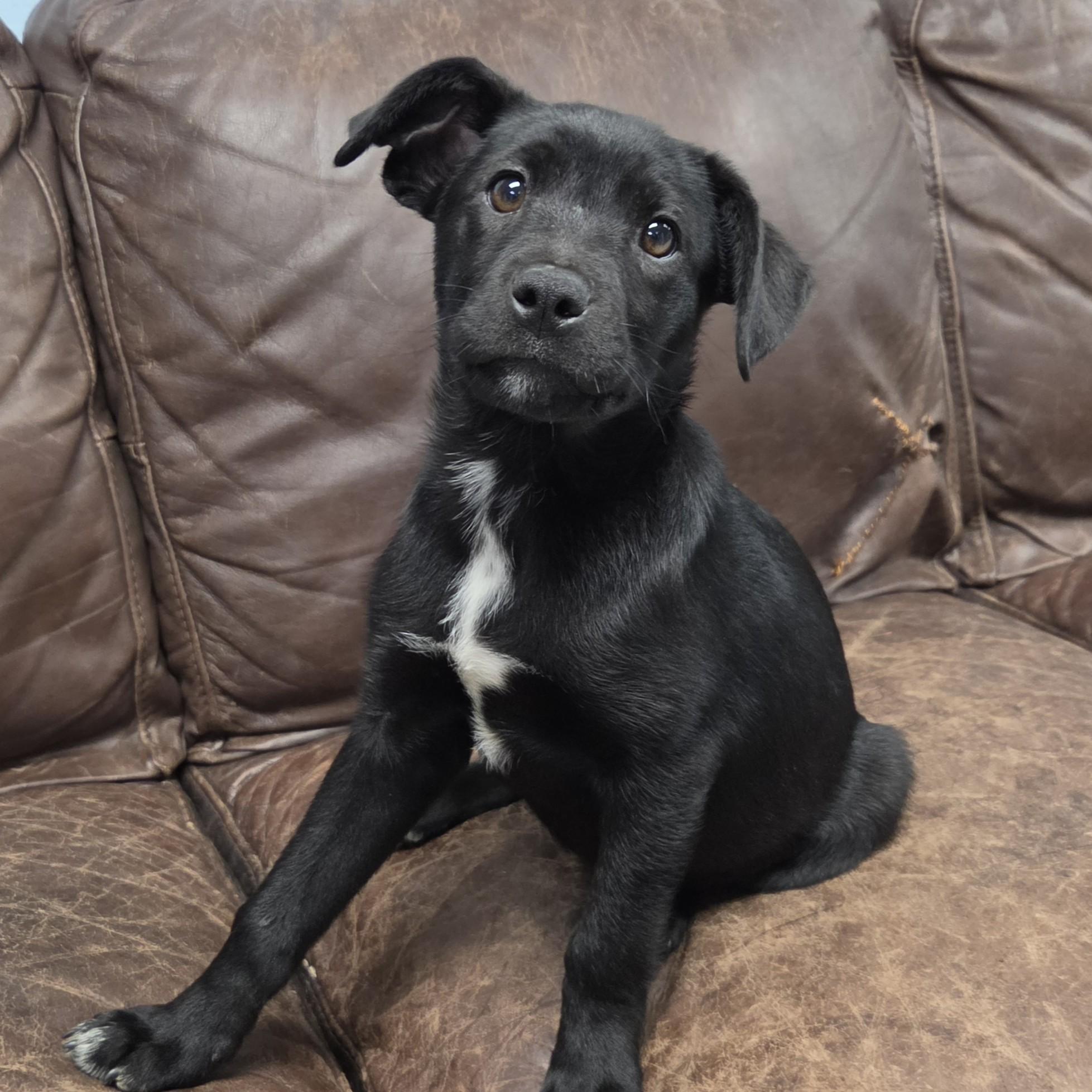 Enlarge Topaz, a ADOPTABLE Mixed Breed in Marshfield, WI image 3/4