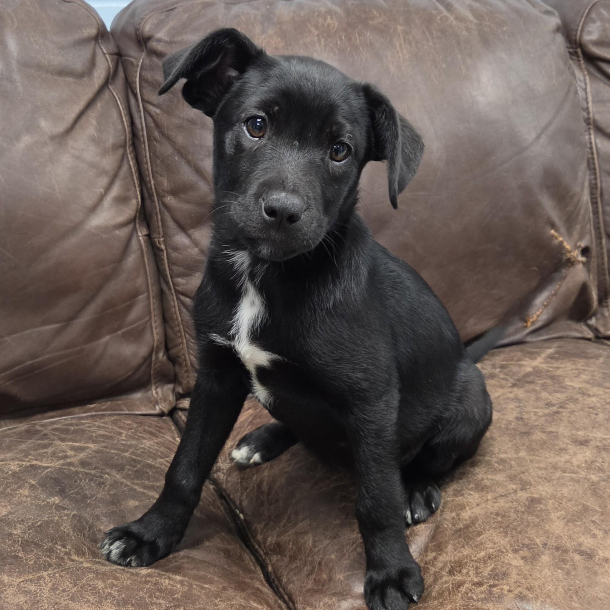 Enlarge Topaz, a ADOPTABLE Mixed Breed in Marshfield, WI image 1/4