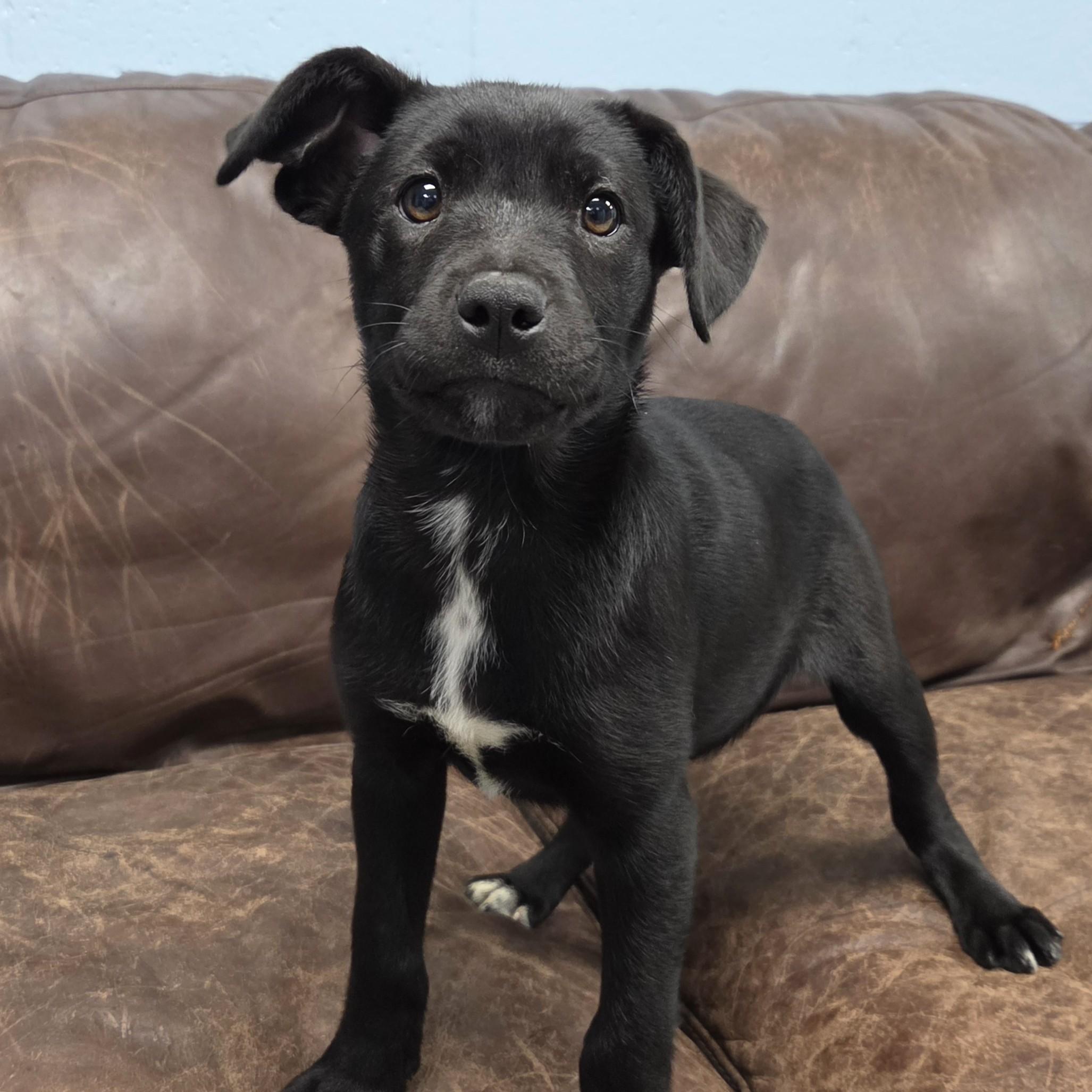 Enlarge Topaz, a ADOPTABLE Mixed Breed in Marshfield, WI image 4/4