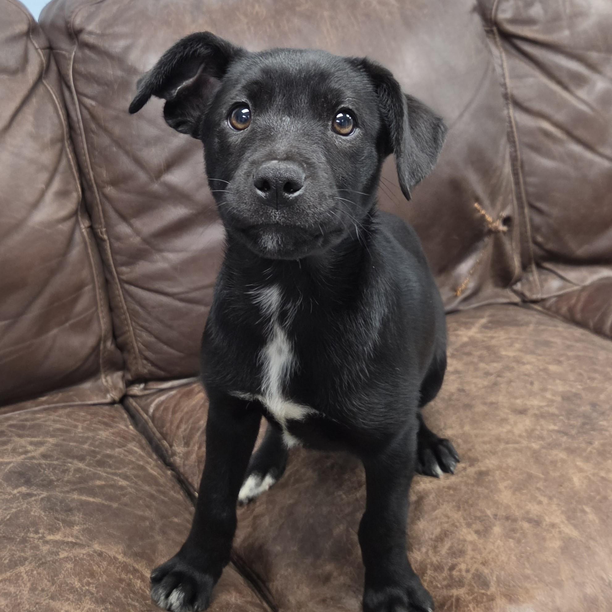 Enlarge Topaz, a ADOPTABLE Mixed Breed in Marshfield, WI image 2/4