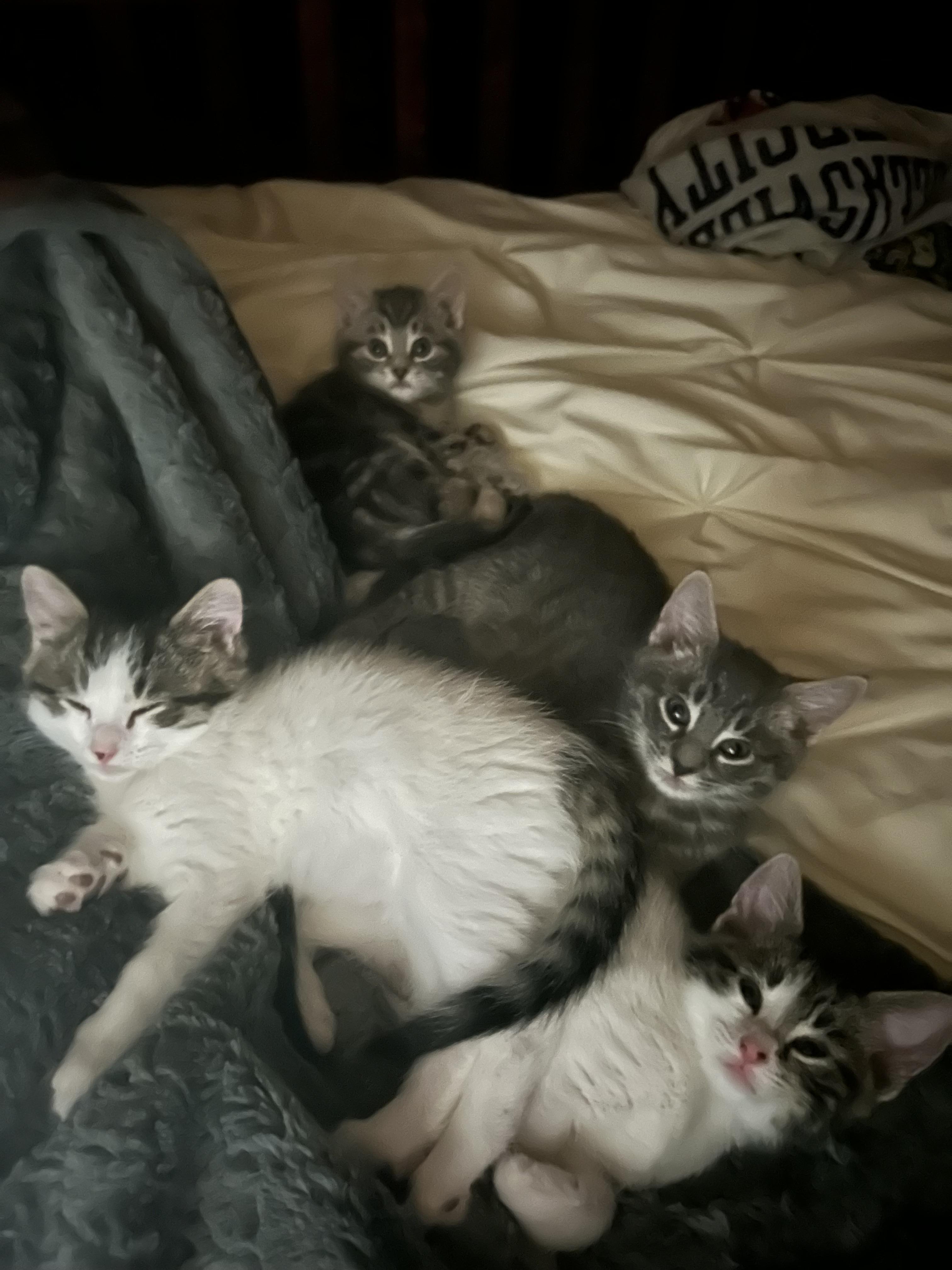 Enlarge Hopper (must be adopted in a pair), a ADOPTABLE Domestic Medium Hair in Hellertown, PA image 5/5