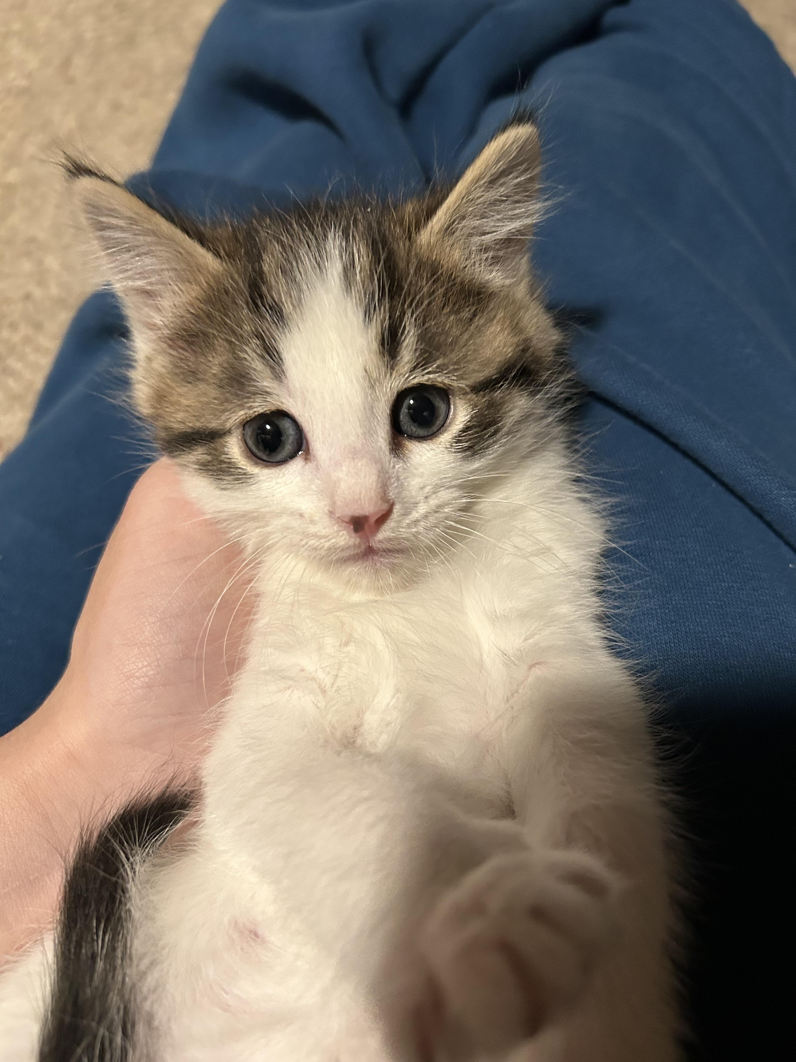 Hopper (must be adopted in a pair), ADOPTABLE, Kitten Male Domestic Medium Hair.