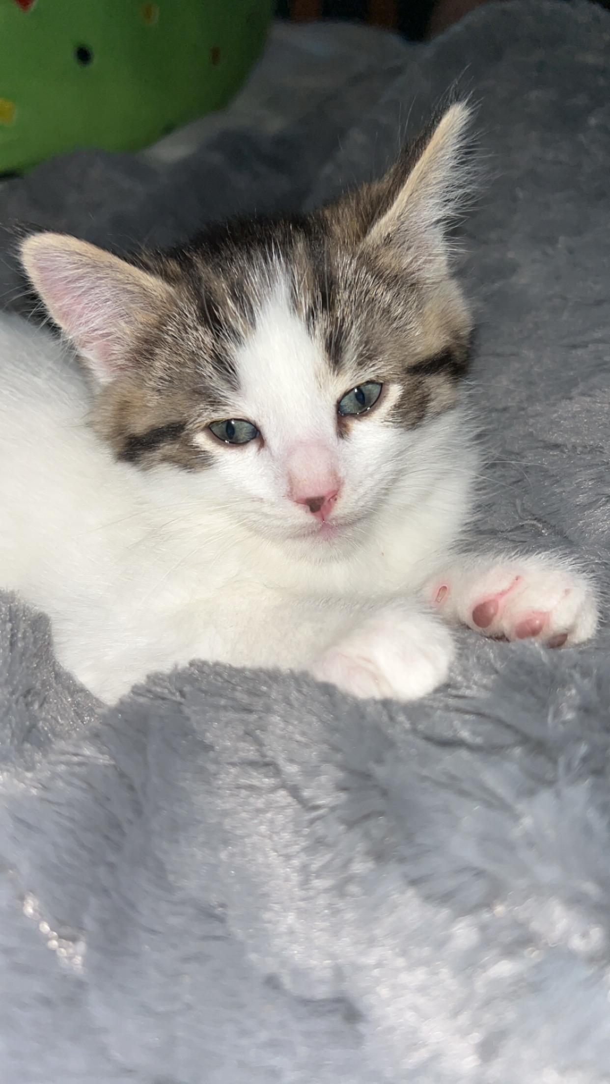 Enlarge Hopper (must be adopted in a pair), a ADOPTABLE Domestic Medium Hair in Hellertown, PA image 3/5