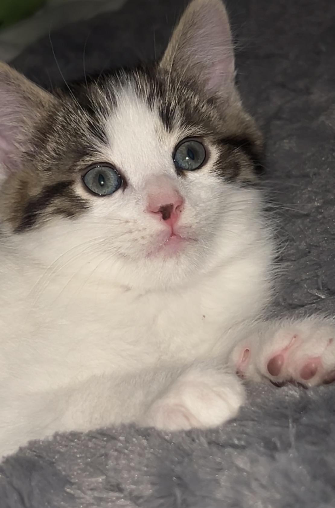 Enlarge Hopper (must be adopted in a pair), a ADOPTABLE Domestic Medium Hair in Hellertown, PA image 4/5