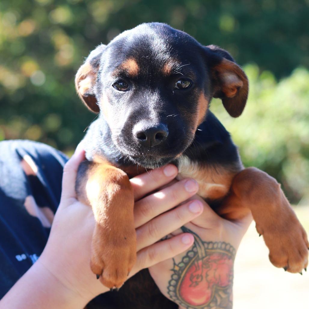 CT Butler, Adoptable, Puppy Male German Shepherd Dog & Mixed Breed.
