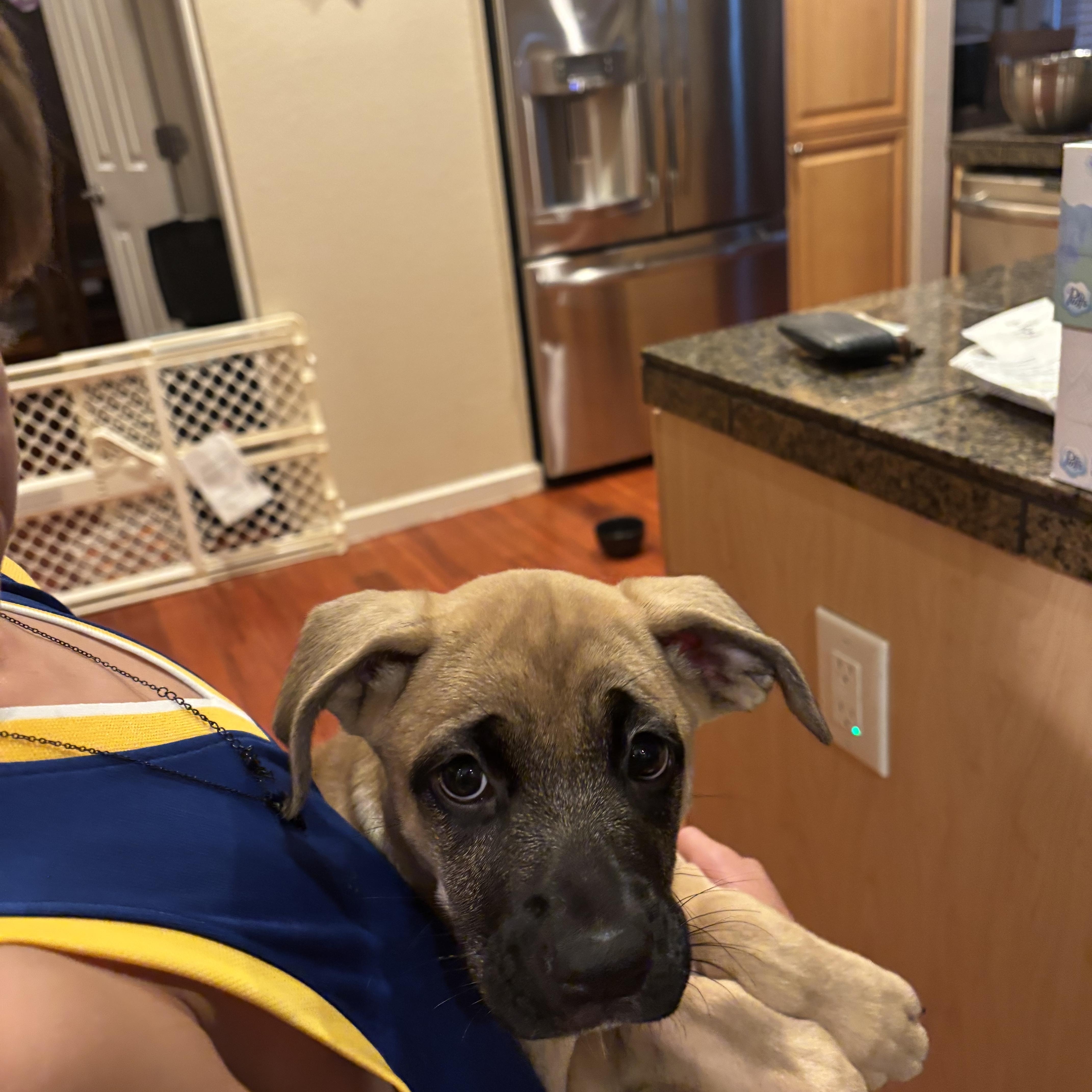 Enlarge Katy, a Adoptable mixed breed in Elizabeth, CO image 1/1