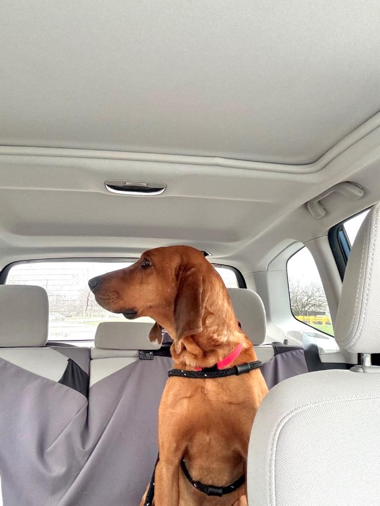 Enlarge Huckleberry, a Adoptable Redbone Coonhound in Liverpool, NY image 1/4