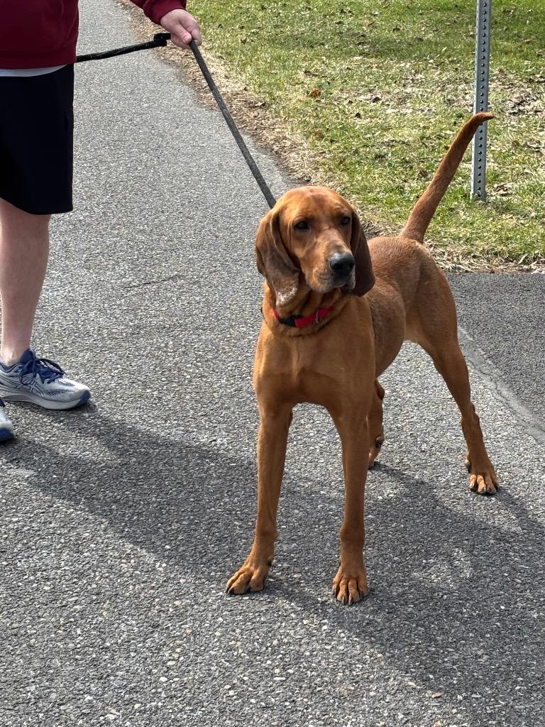 Enlarge Huckleberry, a Adoptable Redbone Coonhound in Liverpool, NY image 2/4