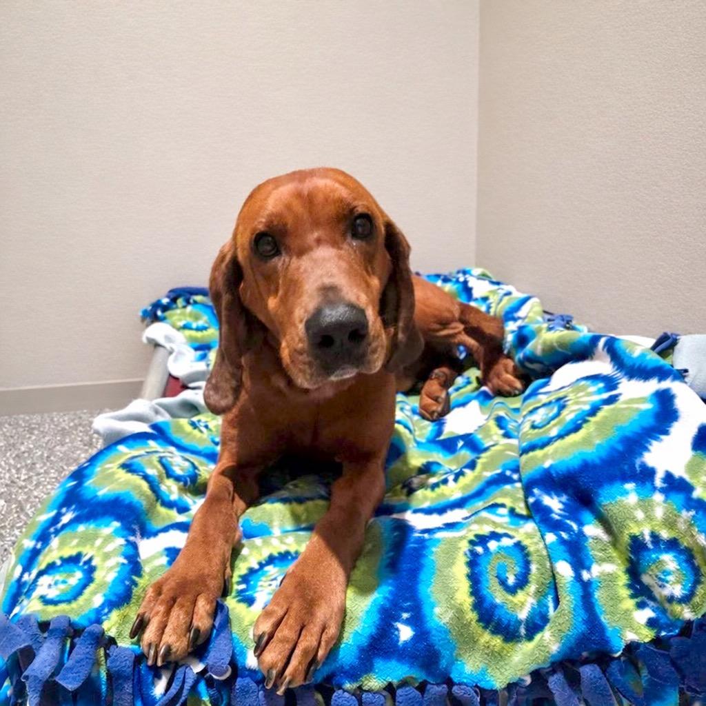 Enlarge Huckleberry, a Adoptable Redbone Coonhound in Liverpool, NY image 3/4