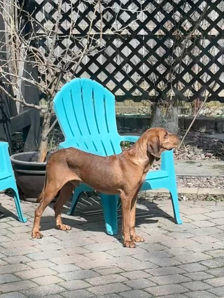 Enlarge Huckleberry, a Adoptable Redbone Coonhound in Liverpool, NY image 4/4