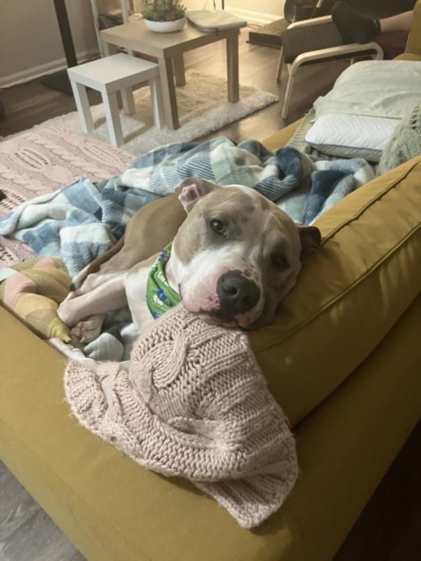 Enlarge ROSCOE, a Adoptable mixed breed in Chapel Hill, NC image 1/1