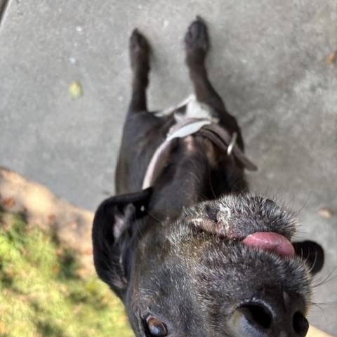 Enlarge Myrtle, a ADOPTABLE mixed breed in Dinwiddie, VA image 2/3