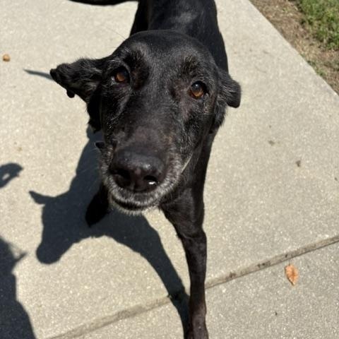 Enlarge Myrtle, a ADOPTABLE mixed breed in Dinwiddie, VA image 3/3