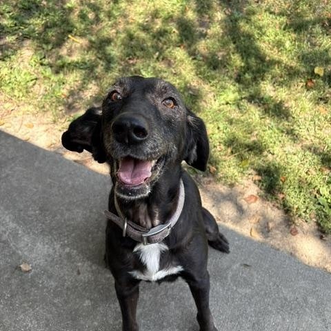 Myrtle, ADOPTABLE, Senior Female Black Labrador Retriever.