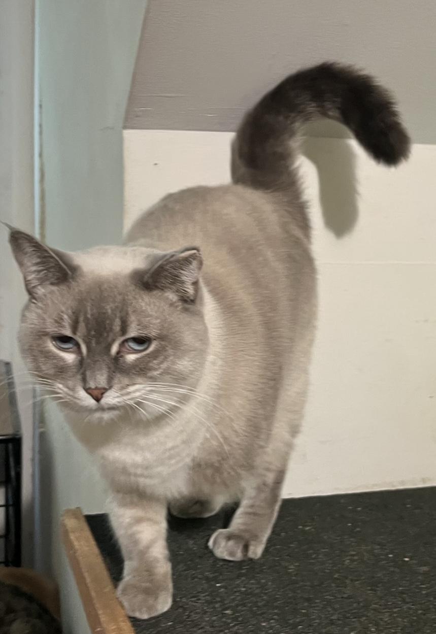 TriLyn, adopted, Adult Female Siamese.