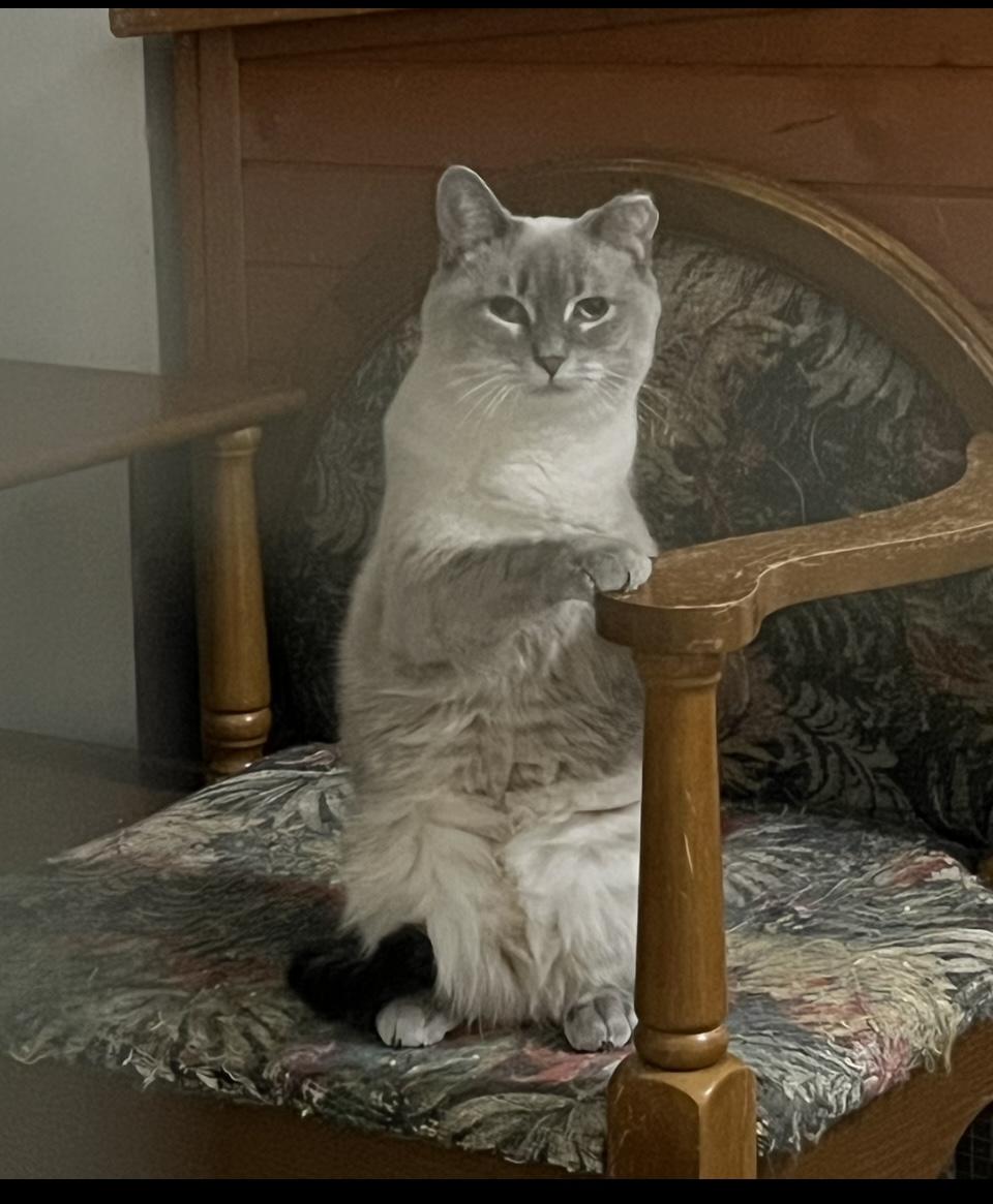 TriLyn, an adopted Siamese in Battle Ground, IN image 2/4