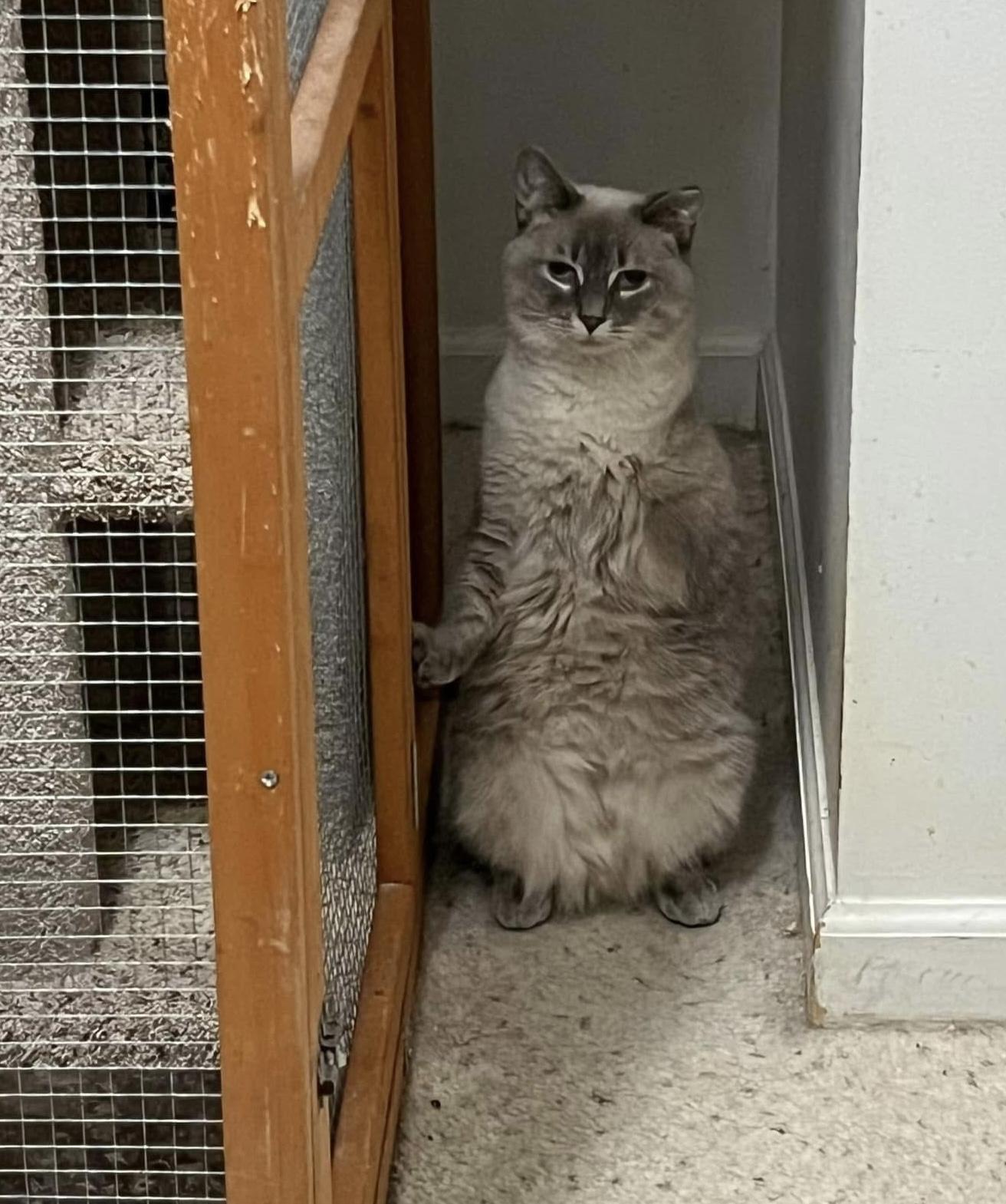 TriLyn, an adopted Siamese in Battle Ground, IN image 4/4