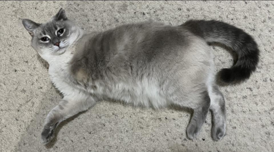 TriLyn, an adopted Siamese in Battle Ground, IN image 3/4